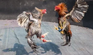 đá gà Sabong tại JJ88