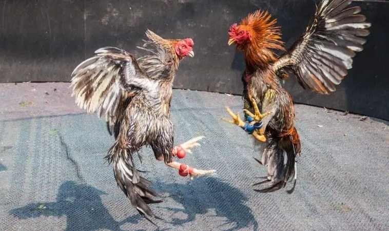 Cách Chơi Đá Gà Sabong Tại JJ88 Dễ Thắng Cho Tân Thủ 1 đá gà Sabong tại JJ88